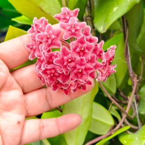 HOYA - LAN CẨM CÙ MADE THÁI LAN 100%