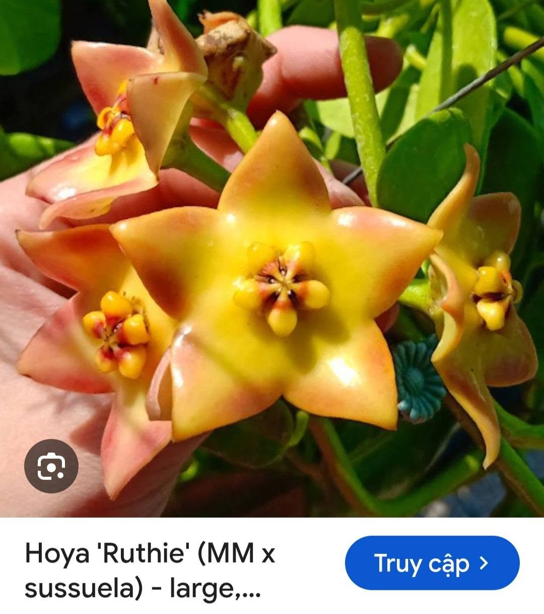 HOYA - LAN CẨM CÙ MADE THÁI LAN 100% - Ảnh 58