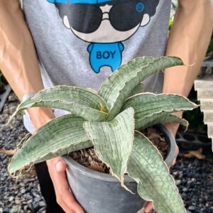 Cây lưỡi hổ Thái (Sansevieria Hybrid) size lớn 50cm -60cm